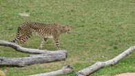 Zoogeflüster – Kvamme der Gepard, ein sehr wichtiger Gepard für den Columbus Zoo. (National Geographic/Jesse Kennedy)