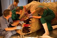 T-Rex Autopsie – UNITED KINGDOM - Drs. Brusatte and Herridge examine the T. rex’s teeth with a clamp and manual assistance.  (photo credit: National Geographic Channels/Stuart Freedman)