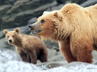Unter Grizzlys – In den beiden Folgen kämpfen Grizzlymütter unermüdlich um das Überleben ihr Jungen. Ihr Sommer ist voller tragischer Ereignisse.