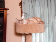 Der Katzenflüsterer – Chloe the cat resting in a perch.