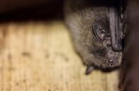 Wundersame Wanderungen – Die Rauhautfledermaus gehört zu den Fernwanderern unter den heimischen Fledermausarten.