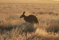 Australien – Wenn gegen Abend die Hitze im australischen Outback nachlässt, beginnen die Kängurus mit der Futtersuche.