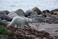 Sieben Kontinente - Ein Planet – Eisbär in der Hudson Bay, Kanada, auf dem Weg zur Jagd.