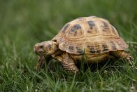 TM Wissen – Schildkröte im Gras.