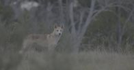 Waffen der Tiere – Dingos sind Langstreckenläufer und können ihre Beute kilometerweit verfolgen.