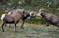 Wildnis Europa – Zur Paarungszeit buhlen die Widder mit ihren Stirnwaffen um die weiblichen Tiere.