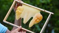 Heimatleuchten – Bienenkunstwerk von Hans Baierle