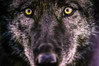 Der Hund - Des Menschen bester Freund – Wolf