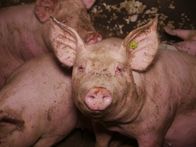 Servus Reportage – Schwein aus einem Mastbetrieb