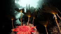 Magie der Fjorde – Die Tangwälder der Fjorde bieten vielen Tieren optimale Versteckmöglichkeiten.