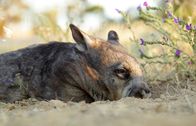 Australien – Sa, 03.08., 14:55 Uhr