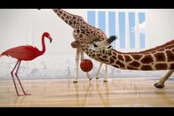Athleticus – Beim Basketball treffen die Flamingos auf die Giraffen. Hals- und Beinbruch!