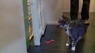 Der Katzenflüsterer – Cat in the house.