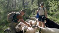 Heimat Österreich: Rund um Rottenmann – Wolfgang Frosch und sein Sohn David Frosch beim Füttern ihrer Schafe auf der Hochalm.
