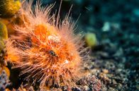 Wunder des Pazifiks – The Hairy Frog Fish is a master of camouflage and uses a lure to entice victims near.