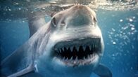 Waffen der Tiere – Der Weiße Hai ist das einzige Raubtier, das mit der Sonne im Rücken jagt. So wird seine Beute geblendet.