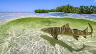 Ein perfekter Planet – Zitronenhaie bringen ihre Nachkommen vor Bimini/Bahamas im seichten Wasser zur Welt, damit diese in den überschwemmten Mangrovenwäldern vor Großfischen in Sicherheit sind.