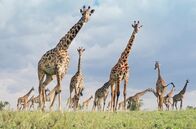 Serengeti – Giraffenherde in flacher Landschaft: Die Giraffen im Vordergrund blicken neugierig in Richtung Kamera.
