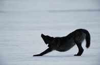 Die Wölfe des Yellowstone – Yellowstone National Park, WY -Black gray wolf (Canis lupus) stretching.