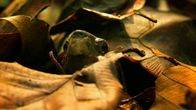 Indochina – Keeled box turtles get their name from the three large ridges running along their upper shell. Partially webbed feet indicate a much more terrestrial lifestyle as opposed to an aquatic one.