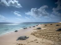 Lebensraum Riff – Schildkröten am Strand von Australien