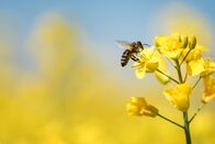 Expeditionen: Helden der Evolution – Biene bestäubt gelbe Blume.