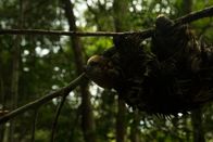 Feindselige Erde – Sloth in the flooded forest in Brazil.