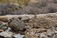 Verrückt nach Meer – Gut getarnt: eine Eidechse auf Mykonos, Griechenland.