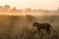 Okawango - Fluss der Träume – Das Okawango-Delta ist ein Paradies für Kapbüffel, die zu Tausenden in Herden leben und die bevorzugte Beute von Löwen sind.