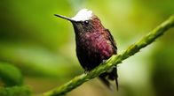 Der Kolibri-Effekt – Es ist unschwer zu erkennen, woher der Schneekappen-Kolibri seinen Namen hat...