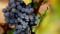 Große Erfindungen – Roter Wein an der Rebe