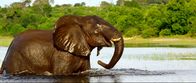 Expeditionen: Mittendrin - Botswana – Di, 01.07., 14:29 Uhr