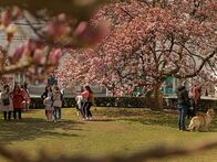 Auch das ist Österreich – Magnolienblüte, Makartplatz