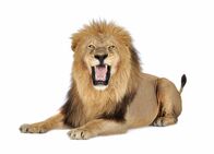 Raubkatzen - Geschickte Jäger – Lion