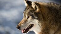 Die Odyssee der einsamen Wölfe – Der Wolf erobert sich seine alten Lebensräume zurück, nachdem er über 100 Jahre in Mitteleuropa ausgestorben war.