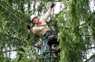 Der Ranger - Paradies Heimat – Ranger Jonas Waldek (Philipp Danne) springt selbst spontan als Zapfenpflücker ein.