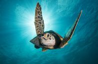 Der blaue Planet – ARD/WDR ERLEBNIS ERDE, "Der Blaue Planet - Faszination Korallenriff", Ein Film von Jonathan Smith Uhr im ERSTEN. Die Suppenschildkröte, Sie ist die einzige Meeresschildkrötenart, die auch im Erwachsenenalter reiner Pflanzenfresser bleibt.