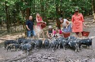 Lecker aufs Land – SWR LECKER AUFS LAND, "Zu Gast bei Judith Wohlfahrt in der Ortenau" Uhr im SWR. Die Landfrauen füttern die Schweine, die das ganze Jahr über im Freien gehalten werden. v.li.: Katrin Humpfer, Judiths Lebensgefährte Alexander Ehret, Myriam Sehringer, Anna Turonok, Paula Altner, Sarah Schreiber