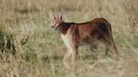 Geborene Jäger – The African caracal, patrolling with stealth through the semi-desert plains of Namibia.