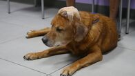 Die Tierärzte von Houston – Red waiting with owner Alex for Dr. Blue to talk about growing mass on Red's head.