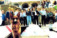 Kommissar Rex – Rex und sein Partner Kommissar Moser (Tobias Moretti) haben das Geheimnis der Leichen auf der Baustelle fast aufgeklärt.