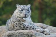 Nashorn, Zebra & Co. – Schneeleopard.