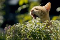 Tierisch high – Katzenminze produziert Nepetalacton, ein Duftstoff, der Katzen euphorisch macht.
