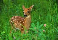 Terra Mater – Whitetail Deer Fawn