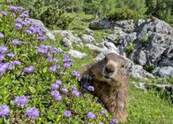 Universum: Ötscher - Im Reich des sanften Riesen – Murmel.