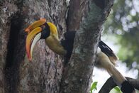 Die Kunst der Anpassung – Doppelhornvogel auf einem BaumZur ARTE-Sendung Die Kunst der Anpassung: Indien, die Westghats 3: Doppelhornvogel auf einem Baum