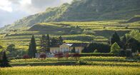 Winzerlegenden – Weingut Sepp Moser