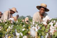 12 Years a Slave – Der vormals freie Bürger Solomon Northup (Chiwetel Ejiofor, re.) hat es nach seiner Gefangennahme als Sklave auf einer Baumwollplantage nicht leicht.