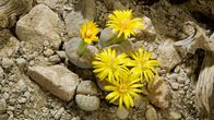 Unser grüner Planet – Im südlichen Afrika leben Pflanzen der Gattung Lithops, die Steine imitieren. Nur zur Blütezeit funktioniert ihre ansonsten hervorragende Tarnung nicht.