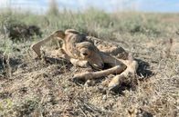 Mission Wildnis – Frisch geborene Saiga-Antilope in der kasachischen Steppe